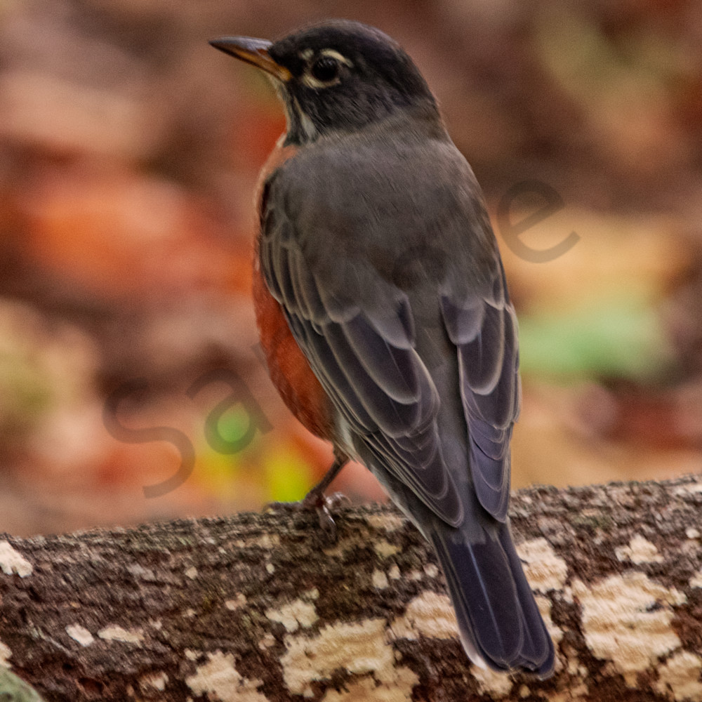 Red Breasted Robin