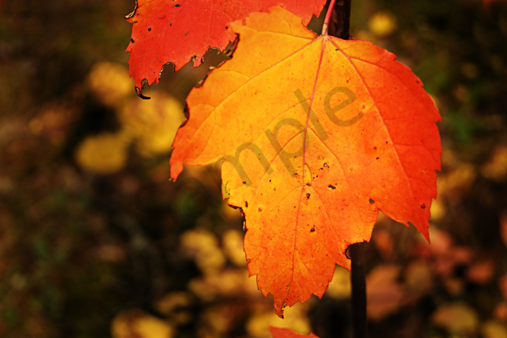 Autumn Flame Art | LHR Images