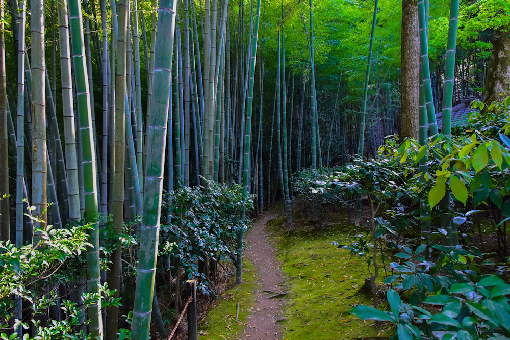 Bamboo Path Photography Art | Nate C Photography