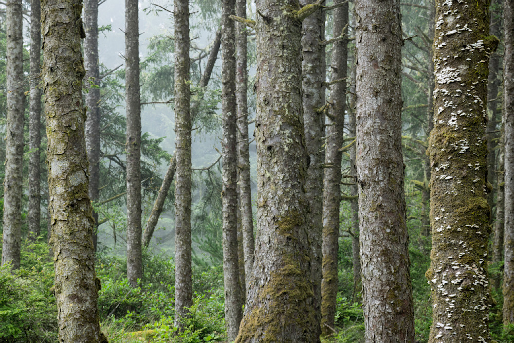 Forest Calm Photograph