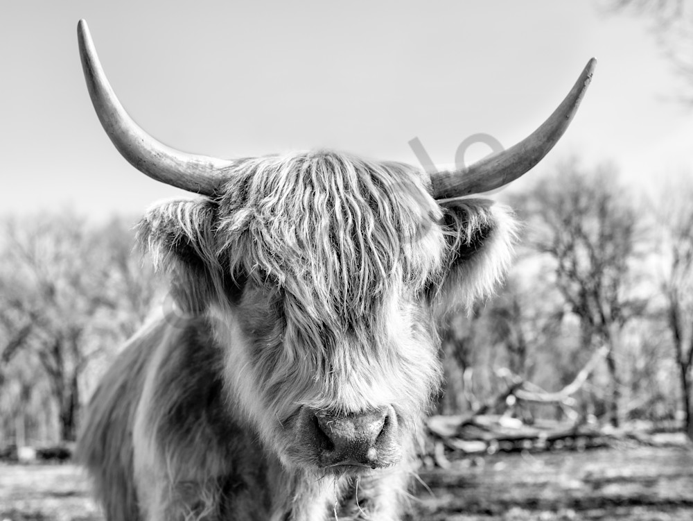It's A Coo Art | Beth Houts Photography