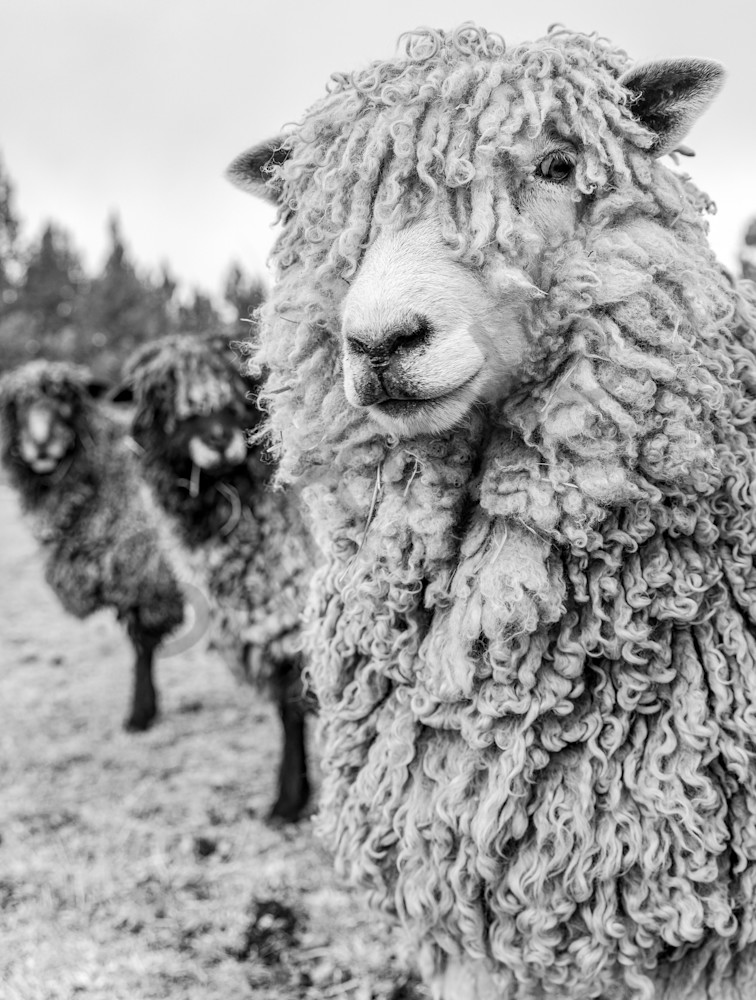 Sheepish Art | Beth Houts Photography