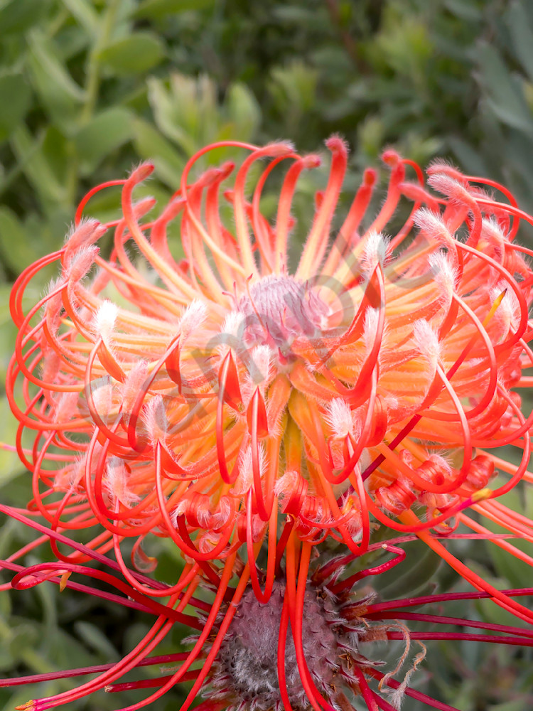 Red Flowers Extreme Closeup In Urban Botanical Rooftop Garden Photography Art | Ryn Arnold Photography