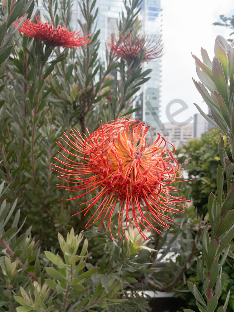 Nodding Pincushion (Leucospermum Cordifolium) Floating In Rooftop Garden Full View Photography Art | Ryn Arnold Photography