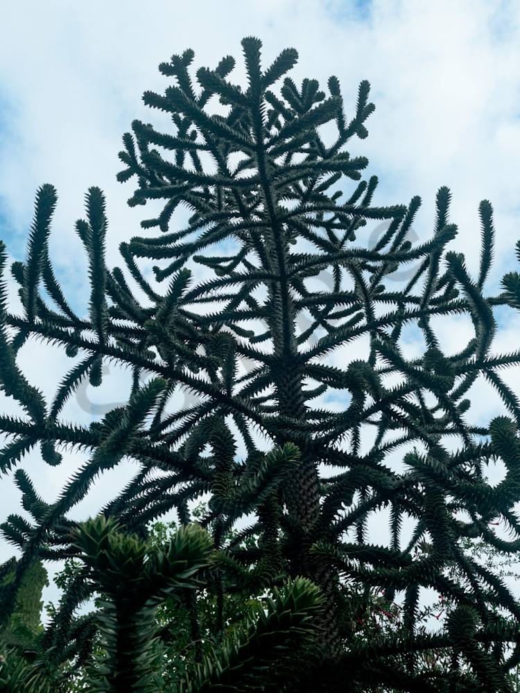 Monkey Puzzle Tree (Araucaria Araucana) Silhouette In Urban Rooftop Garden With Sky  Photography Art | Ryn Arnold Photography