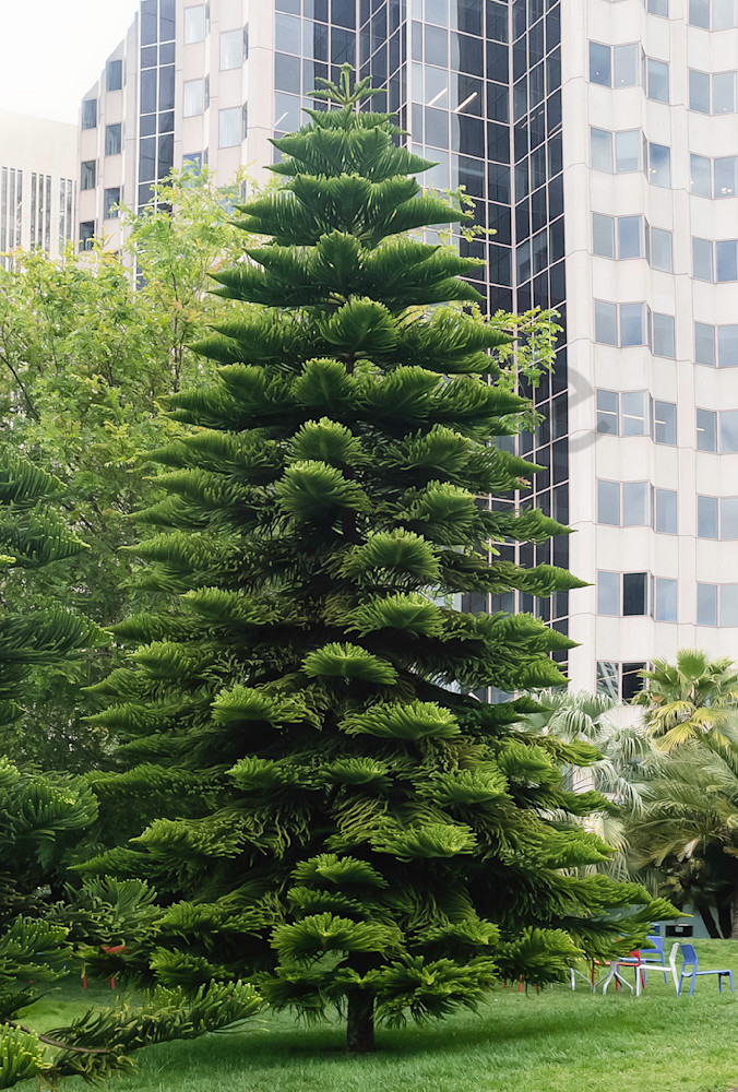 Tall Evergreen With Skyscrapers At Salesforce Tower Urban Rooftop Garden Photography Art | Ryn Arnold Photography