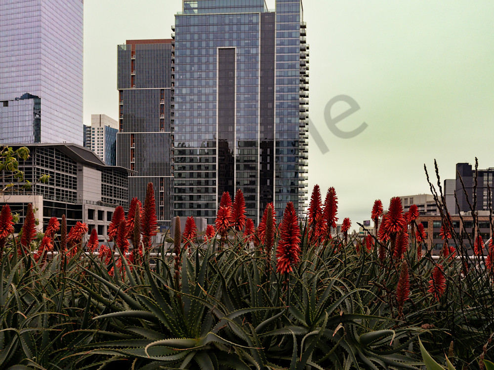 Red Torch Aloe Plant At Urban Rooftop Garden With Buildings Photography Art | Ryn Arnold Photography