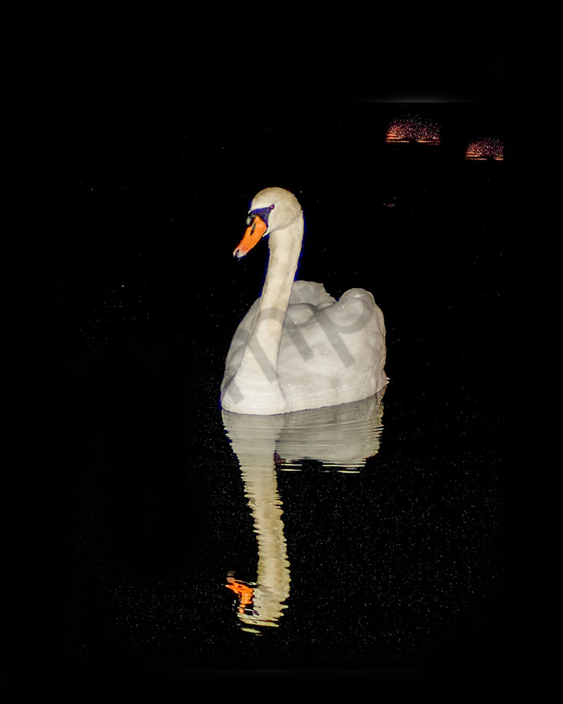 Swan At Night C Photography Art | It's Your World - Enjoy!
