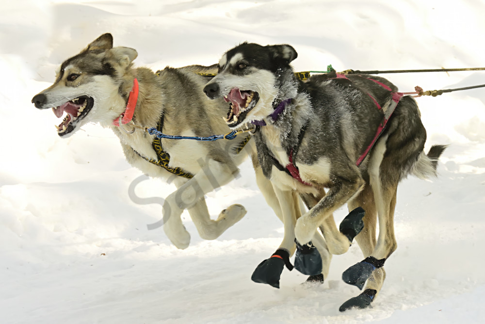 Dogs Having Fun Art | LHR Images