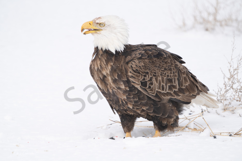 Klamath Eagles2023 Photography Art | Barb Gonzalez Photography