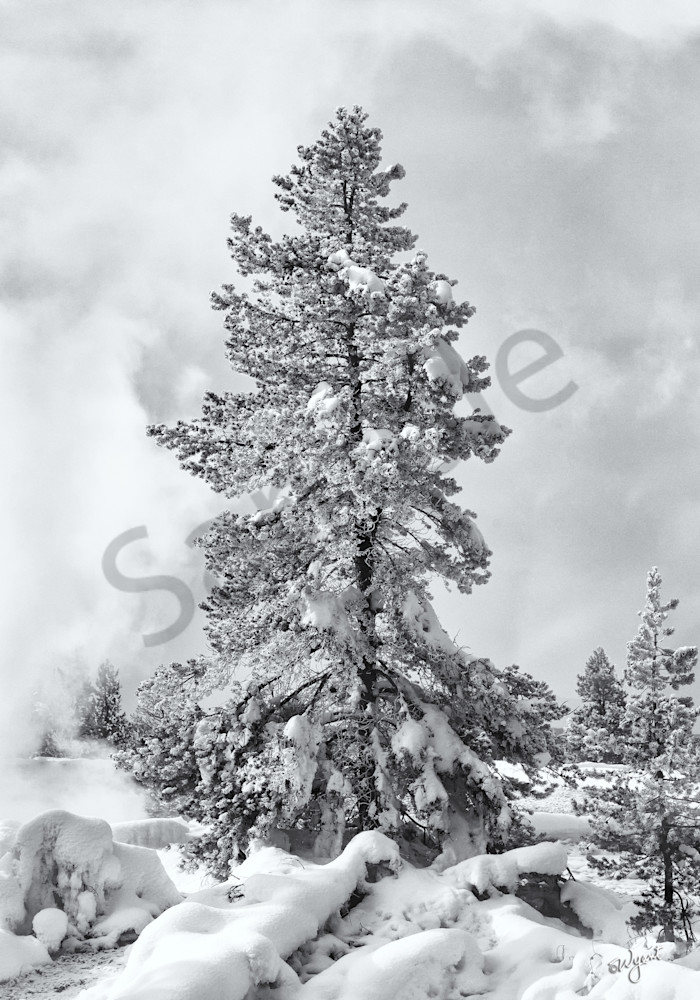 Snow-Covered Pine in Yellowstone