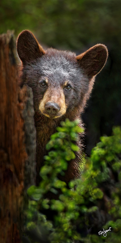 Bear Cub 