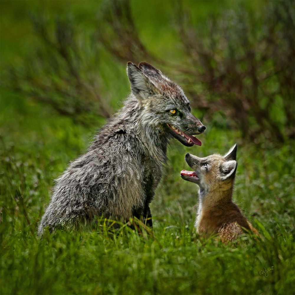 Adoration-fox-family