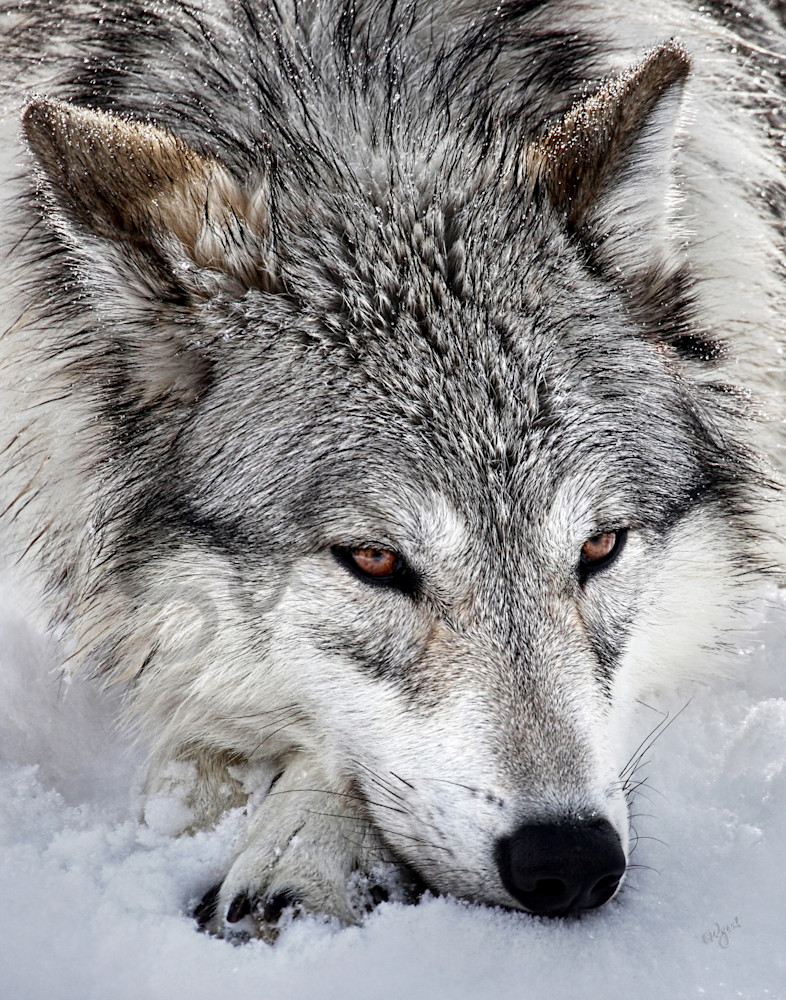 Wolf 1 
