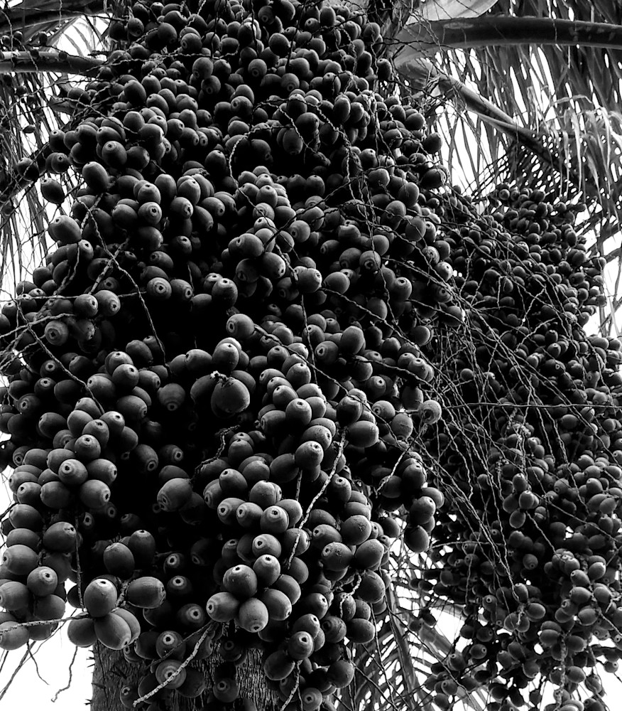 Palmnutseeds Art | Gallery X4
