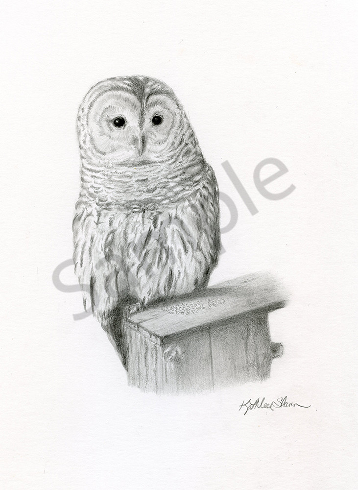 Barred  Owl Vermont Art | Kathleen Slaven Art