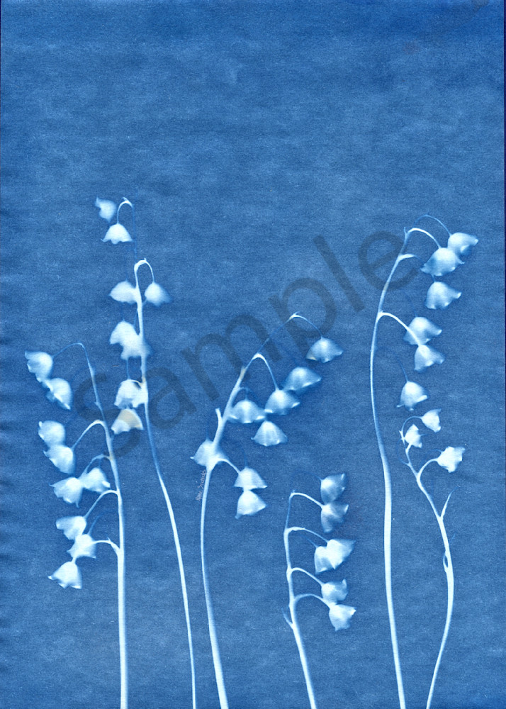 Lily of the Valley  cyanotype 1 marie stephens art