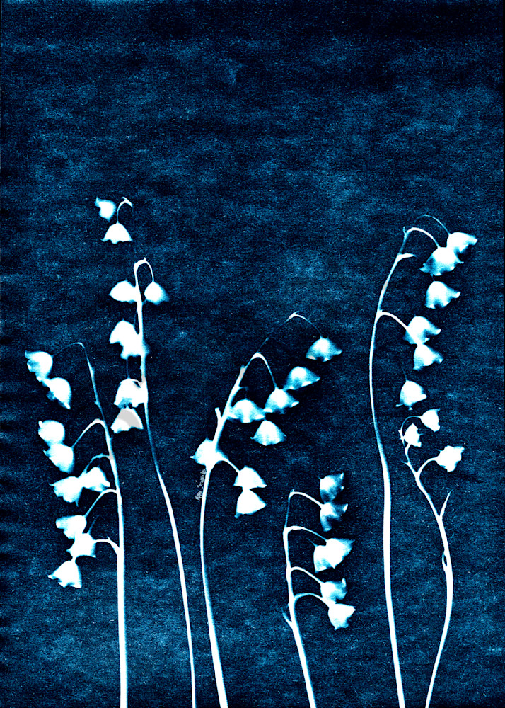 Lily of the Valley  cyanotype 1 marie stephens art