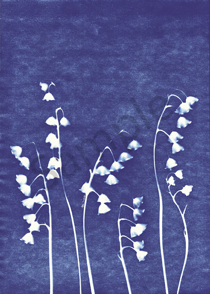 Lily of the Valley  cyanotype 1 marie stephens art