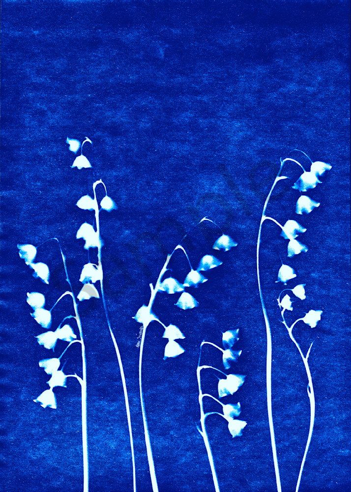 Lily of the Valley  cyanotype 1 marie stephens art