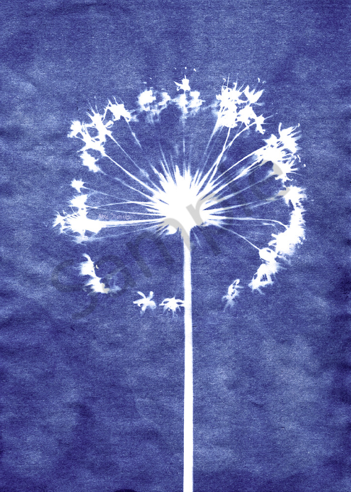 Allium Cyanotype 5x7 Greeting Card