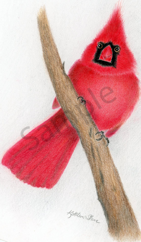 Cardinal Male Art | Kathleen Slaven Art