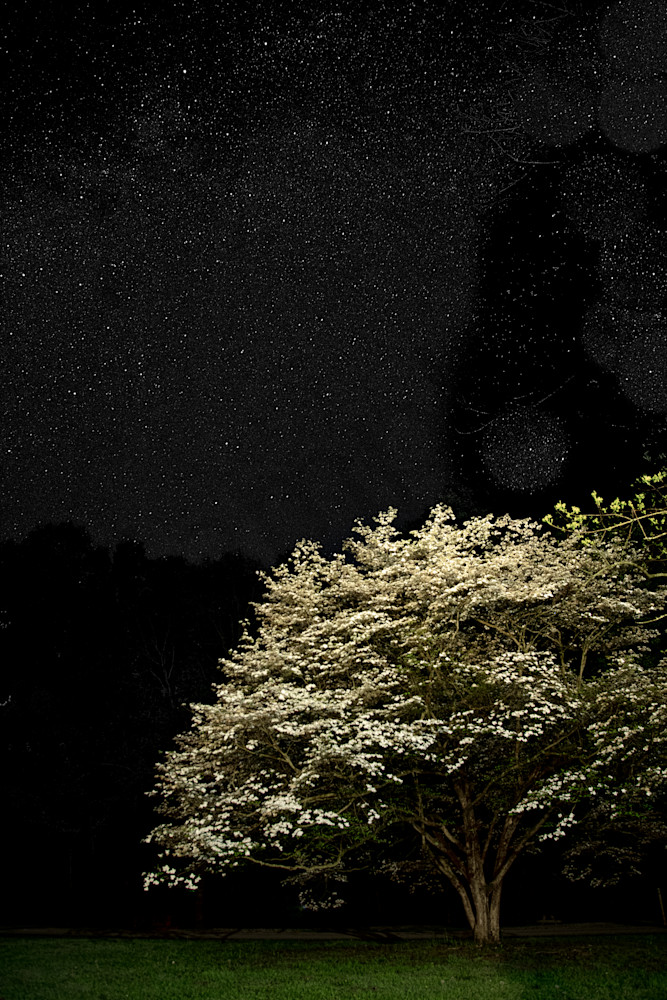 Starry Dogwood