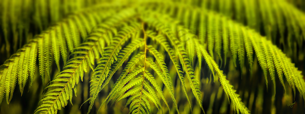 Ethereal Elegance of Ferns