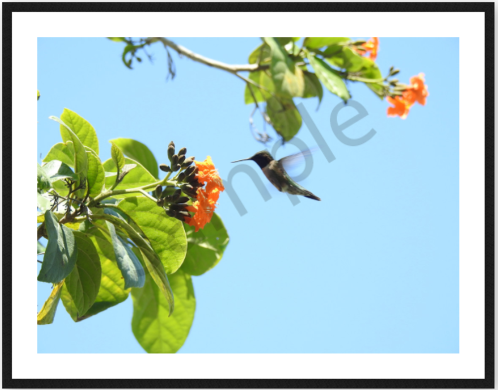 Hummingbird And Geiger Tree Art | Kathleen Slaven Art