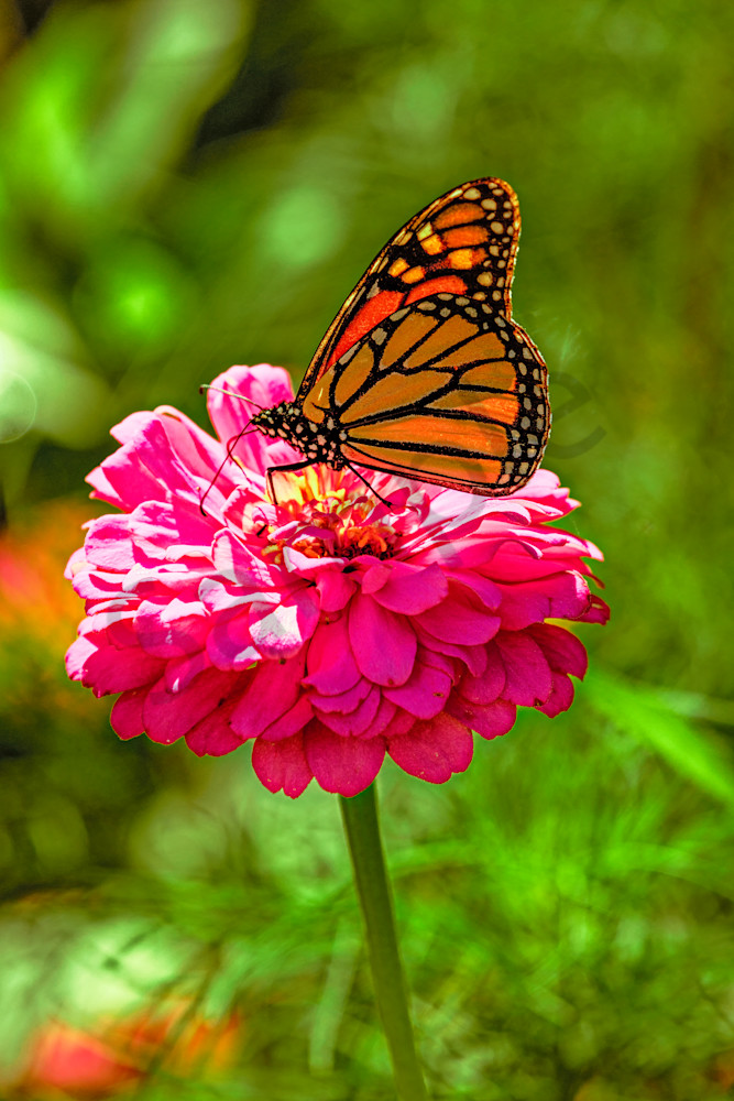 Monarch on Pink Zinnia