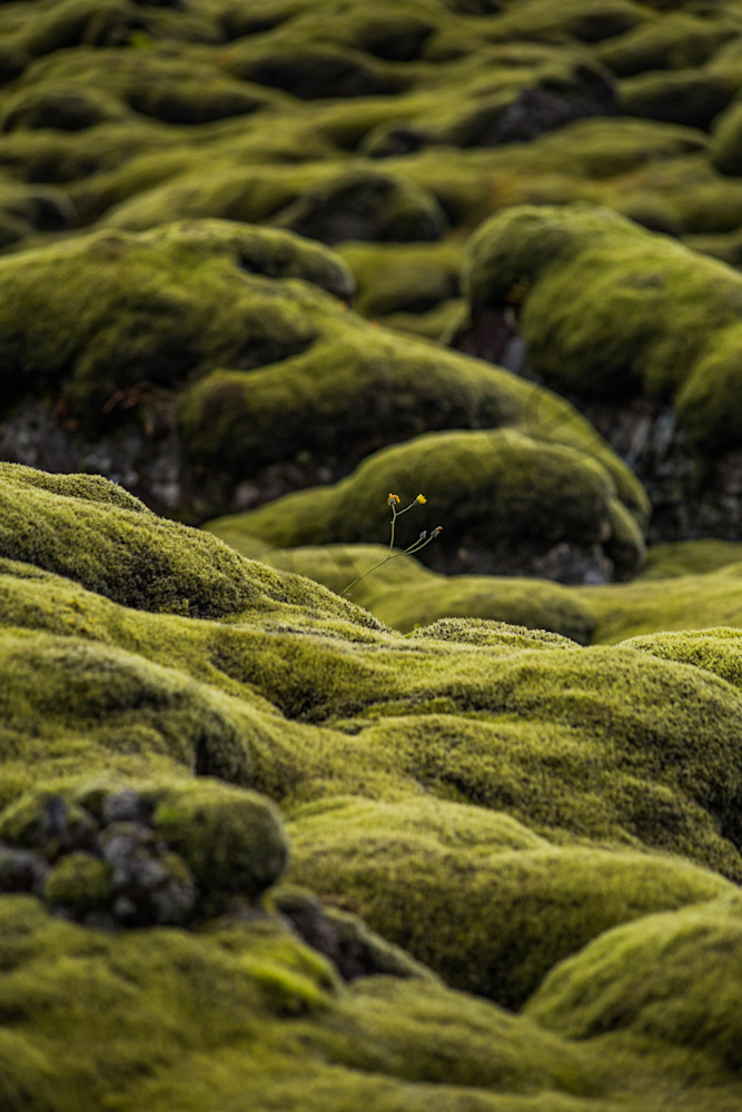 Blooming Hope Photography Art | Photography by SC