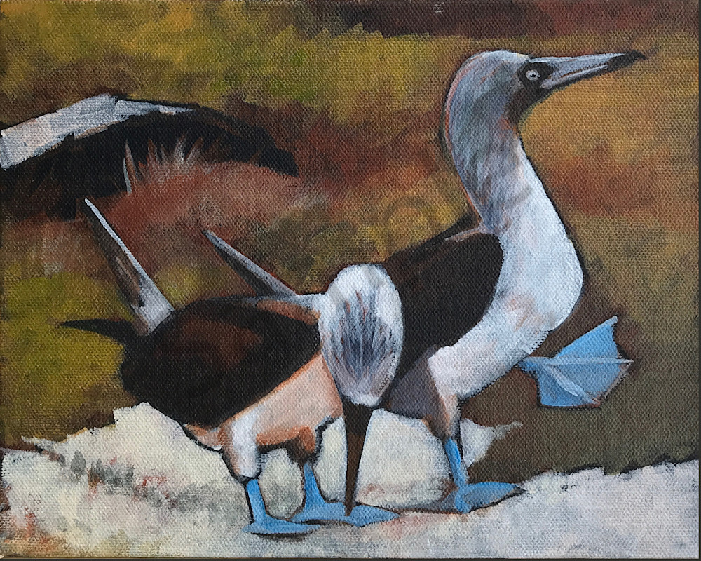 Blue Footed Boobies: Mating Dance 1 Art | Elizabeth Buttler
