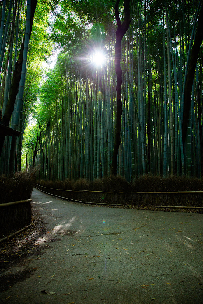 A Walk Through The Bamboo Photography Art | Photography by SC