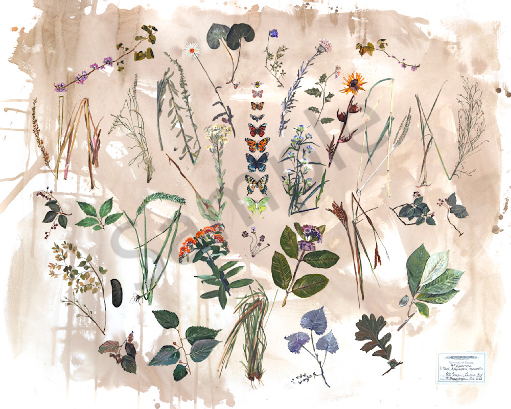 Herbarium Art Prints & Merch