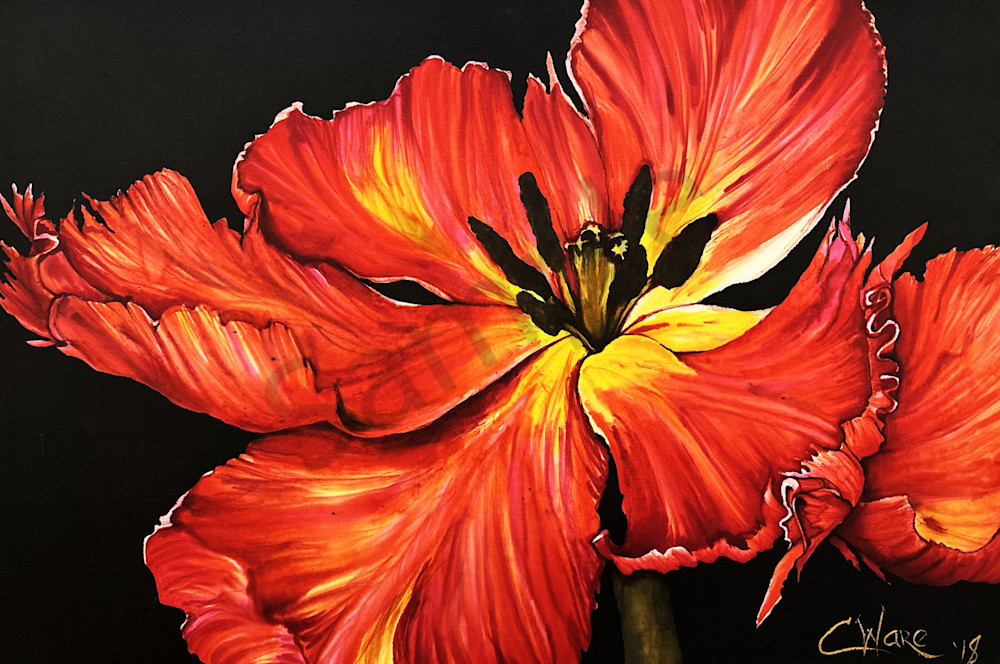 Tulip Art | Cindy Williams Ware Art