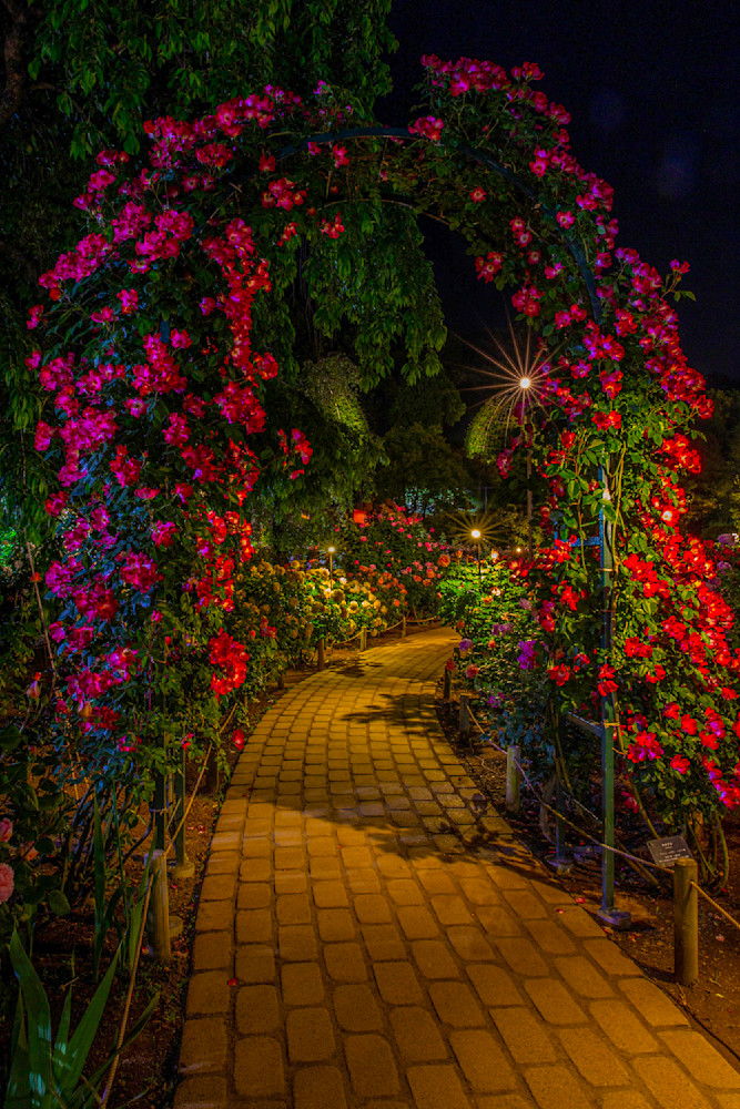 Magical Trail Among The Flowers Photography Art | Photography by SC