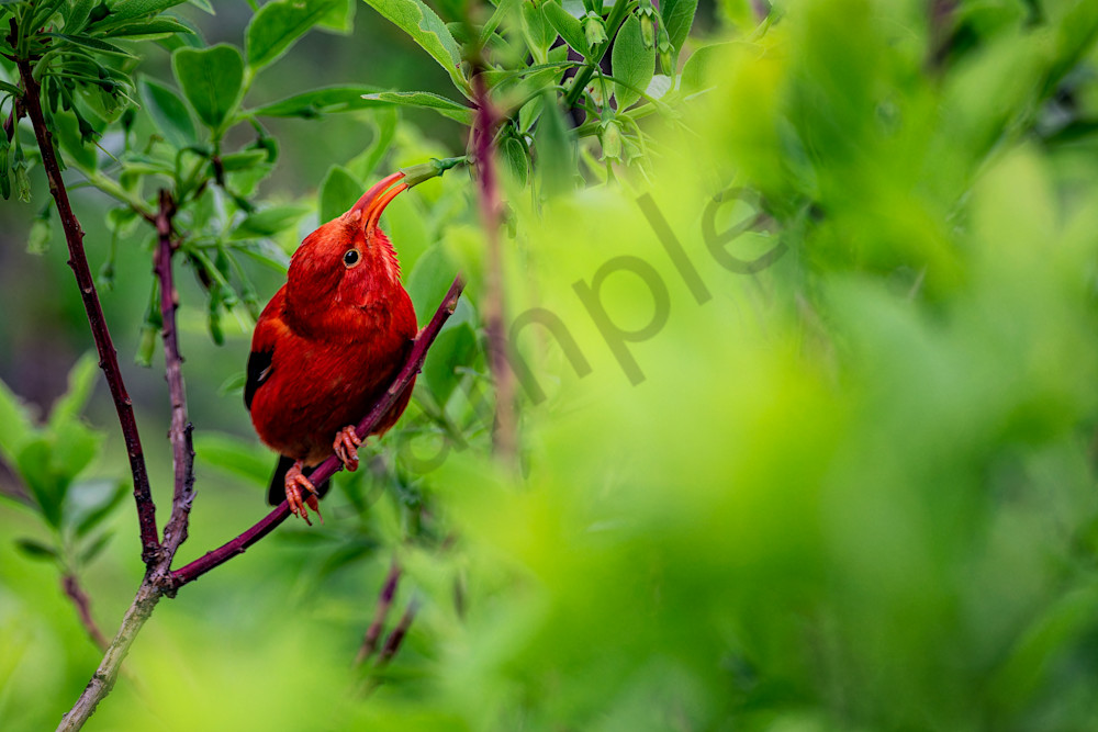 Iiwi Bird by Leighton Lum | Pictures Plus
