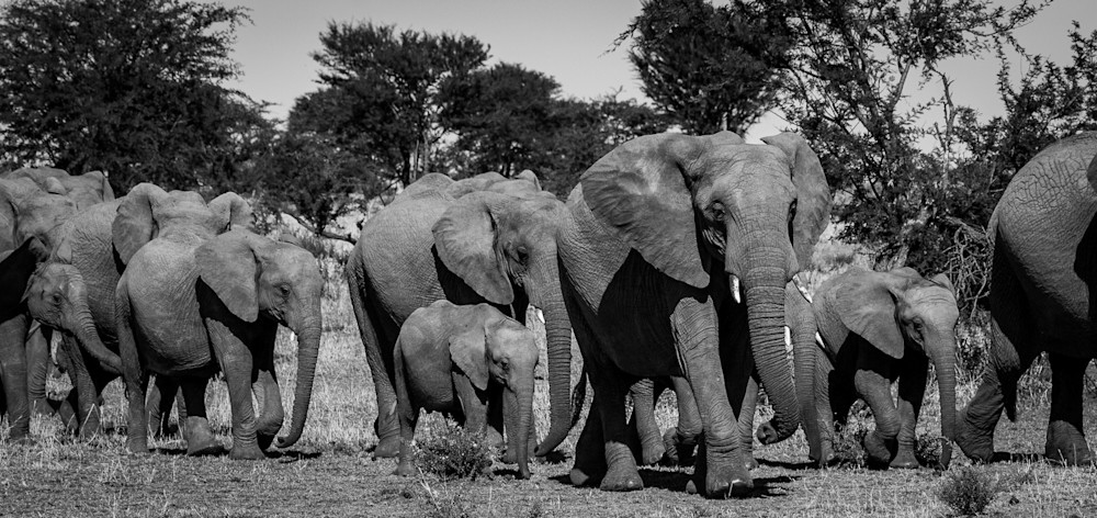 Parade of Elephants I, Tanzania