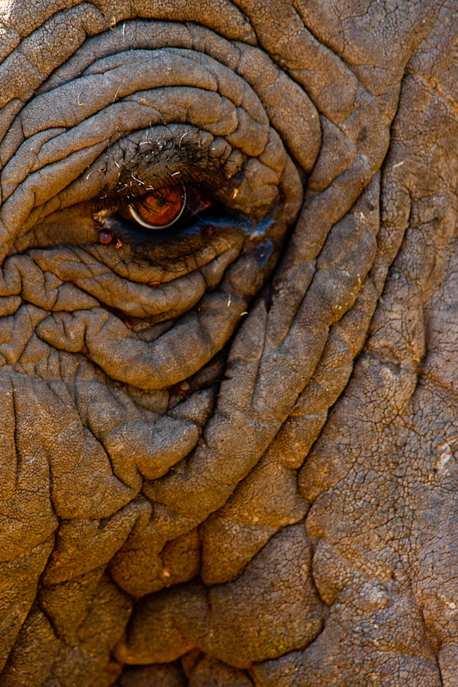 Elephant Eye II, Tanzania