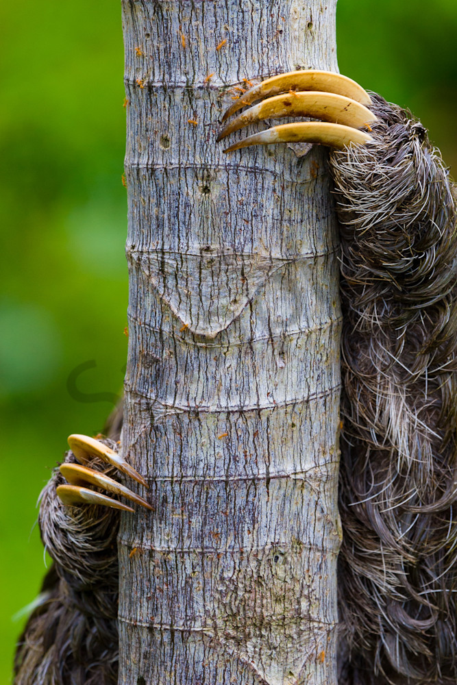 Sloth Hanging on, Brazil Amazon