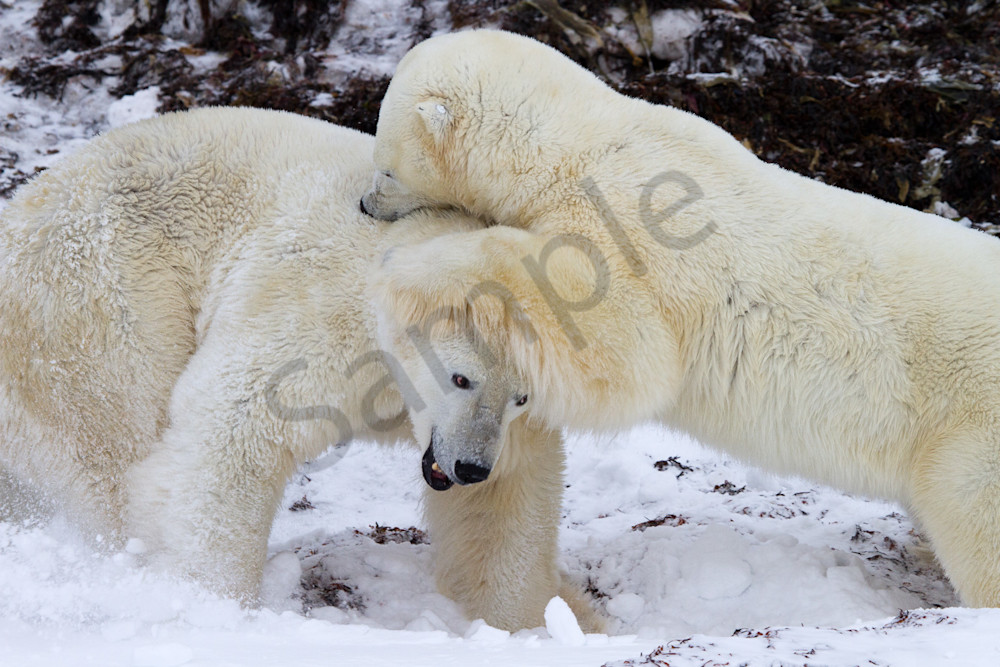 Polar Bear Sibling Rivalry II, Churchill
