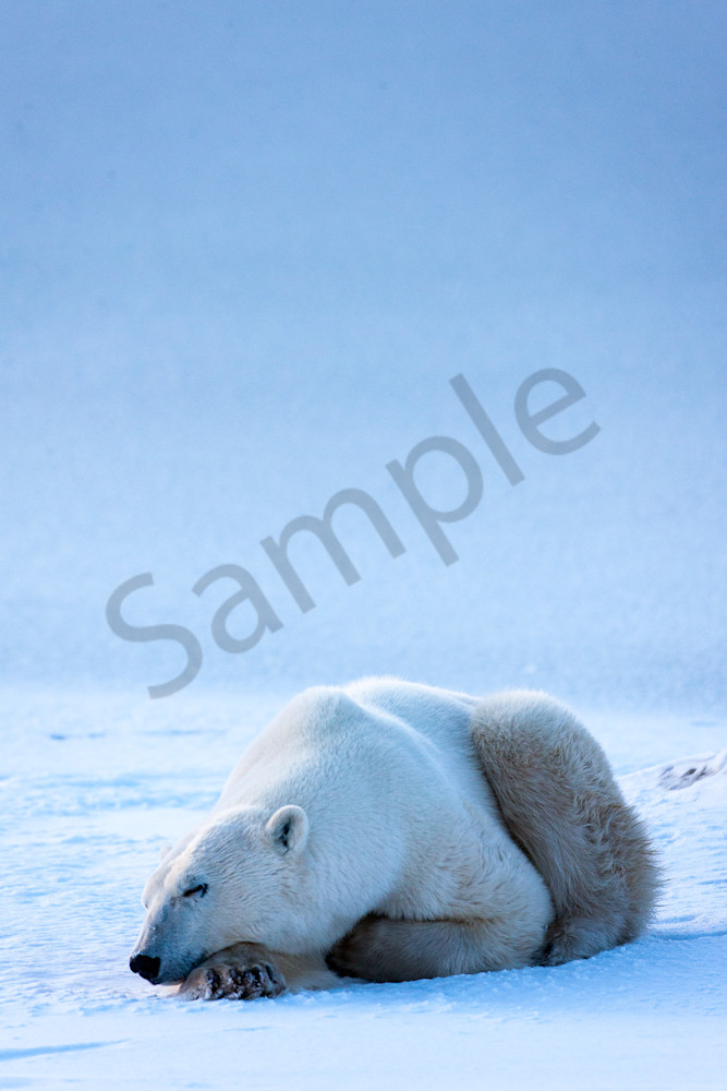 Polar Bear Resting, Churchill
