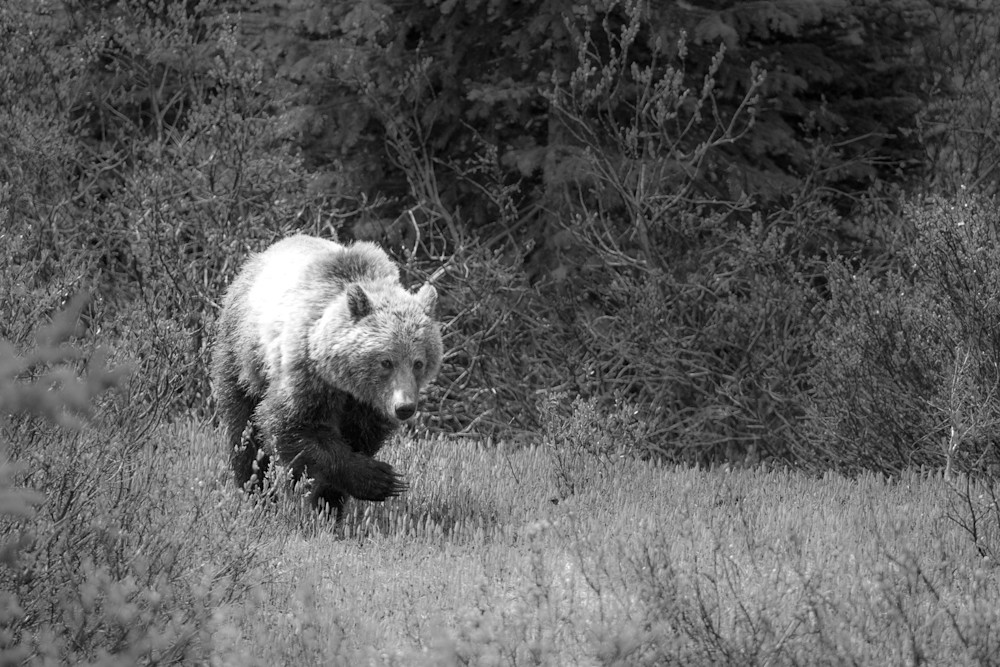 Grizzly Bear I, Banff