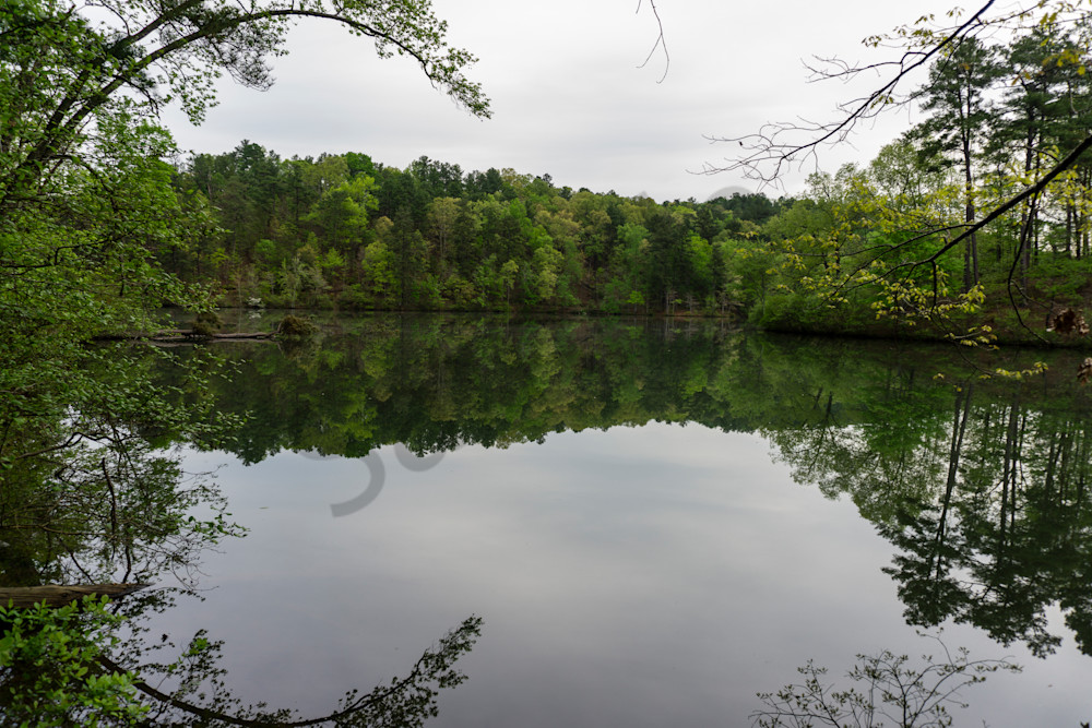 Mirror of the Forest
