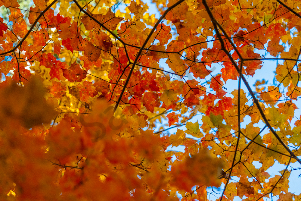 Autumn's Embrace Photography Art | Bama Price Photography