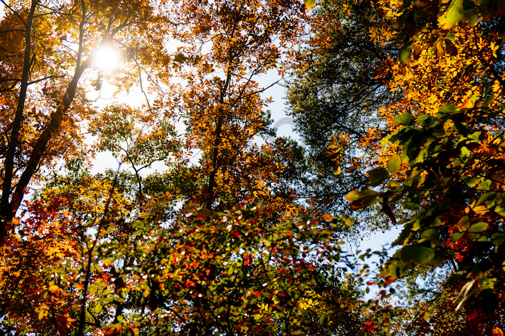 Autumn Canopy. Photography Art | Bama Price Photography
