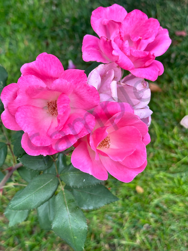 Img 2095 Art | MANN uP Art