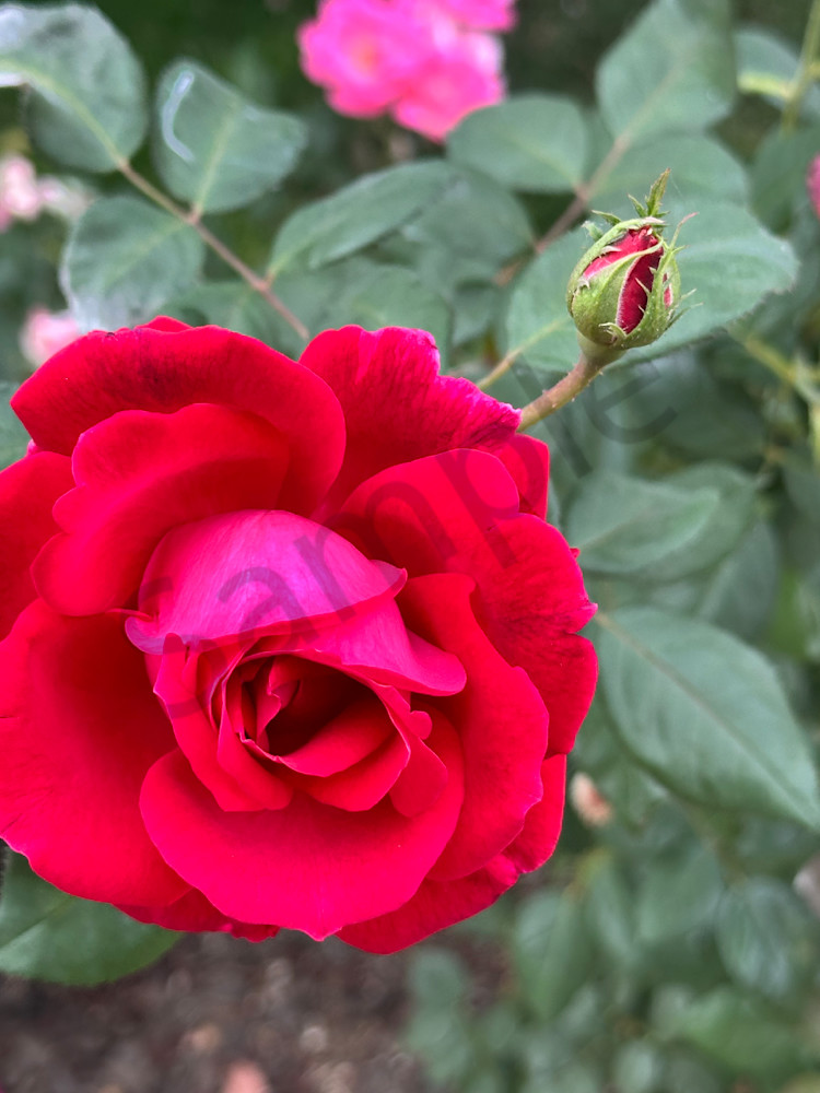 Img 2098 Art | MANN uP Art