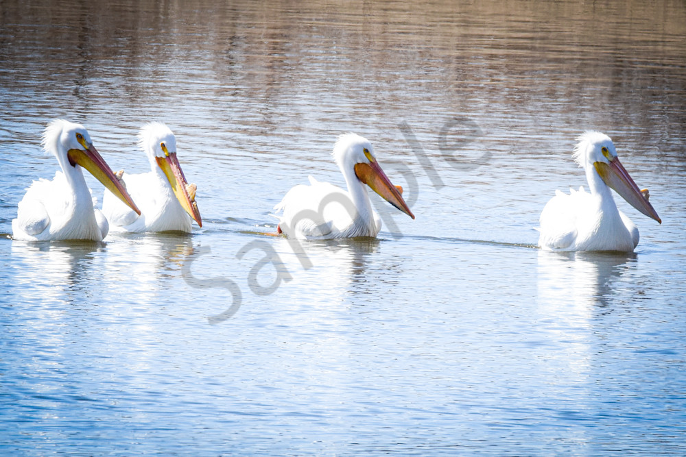 Dsc0163 Photography Art | Photos By Regan