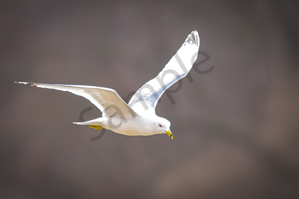 Dsc0109 Photography Art | Photos By Regan